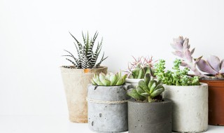 佛珠植物怎么养 佛珠植物怎么养殖