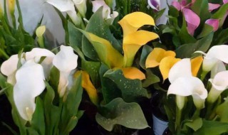 马蹄莲冬天怎么养（马蹄莲冬天怎么养护）