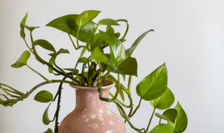 绿萝怎么养护（冬天扦插绿萝怎么养护）
