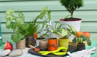 玉树冬季怎么养 玉树冬季怎么养护和管理