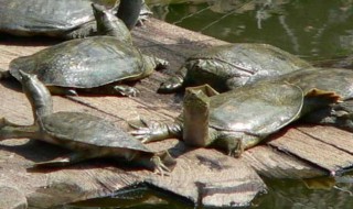 小甲鱼怎么养长得才快（小甲鱼怎么养长得才快呢）