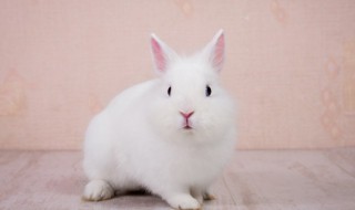 肉兔怎么养 肉兔怎么养在家里好养