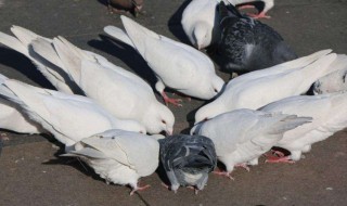 怎么养鸽子繁殖快（怎么养鸽子繁殖快呢）