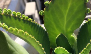 不死鸟怎么养殖（不死鸟的养殖方法和注意事项）