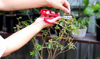 杜鹃枝条怎么养（杜鹃枝条怎么养护和管理）