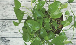 网上买的绿萝怎么养 网上买的绿萝怎么养活