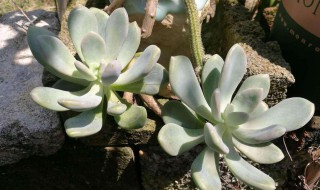 冬美人怎么养才漂亮（冬美人爆盆最简单方法）