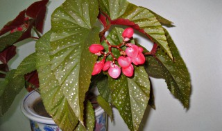 竹节海棠冬季怎么养护（竹节海棠冬天怎么养护）