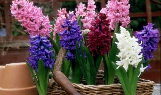 风信子冬天怎么养（风信子冬天怎么养殖）