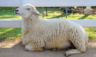 羊怎么养长得快 羊怎么养长得快不生病