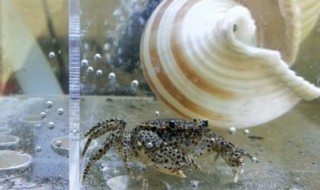 豹点蟹怎么养 豹点蟹怎么饲养