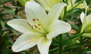 百合花插花瓶怎么养（百合花插花瓶怎么养护）