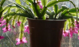 蟹脚莲怎么养 蟹脚莲怎么养温度