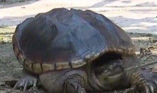 鳄龟能放生吗（鳄龟能放生吗视频）