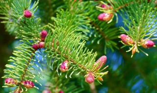 云杉象征什么（云杉象征什么爱情）
