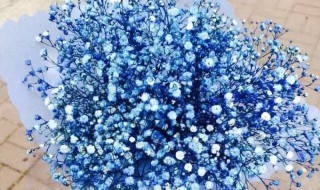 蓝色满天星的含义是什么 蓝色满天星的寓意是什么意思