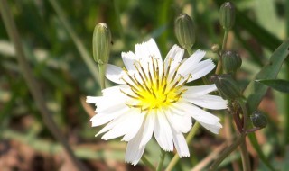 白色太阳花花语是什么（白色太阳花图片）