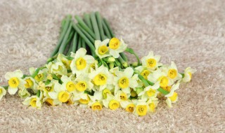 水仙花代表什么含义 水仙花代表着什么