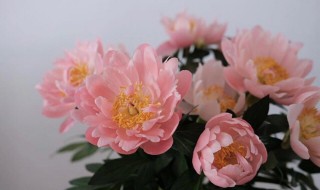 粉芍药花语（粉芍药的花语）