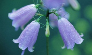 蓝色铃兰花语 蓝色铃兰花语图片