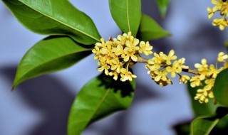 月桂树花语 月桂树花语大全及作用