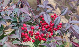 南天竹的花语（南天竹的花语和寓意是什么）