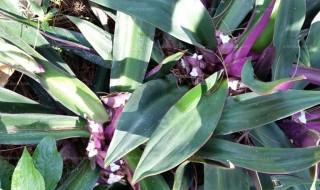 万年青花语 万年青花语及寓意