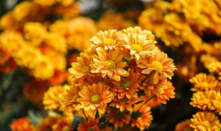 乒乓菊花语是什么意思 粉色乒乓菊花语是什么意思