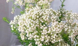 小米花鲜花寓意 小米花寓意和象征及风水