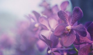 送兰花的寓意（兰花的寓意和象征风水）