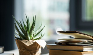 芦荟冬天开花寓意什么 芦荟冬天开花寓意什么意思