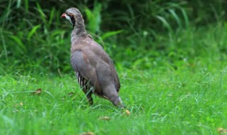 石鸡的特点（石鸡长啥样）