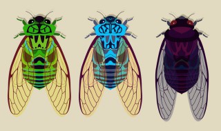 蝉的产卵和孵化主要内容（蝉的产卵和孵化主要内容是什么）