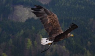 老鹰有几种（老鹰有几种老鹰）