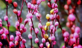 银柳开花寓意什么 银柳开花寓意什么呢