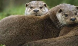 貂毛是什么动物 貂毛是什么动物的皮肤