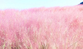 乱子草花语是什么意思 乱子草花海图片