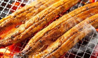 鳗鱼是什么鱼（鳗鱼是什么鱼?）