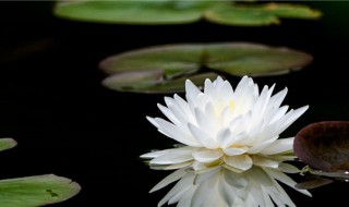 睡莲的寓意和象征意义（睡莲的寓意和花语）