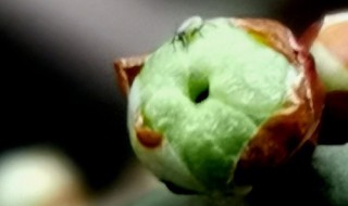 绿梅的寓意 绿梅的寓意和含义