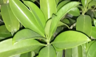 平安树的寓意 平安树的寓意及花语