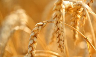麦穗的寓意和象征（乔迁麦穗的寓意和象征）