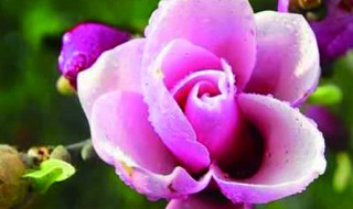 辛夷花寓意（辛夷花语）