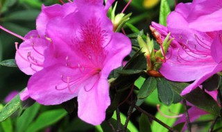 索玛花寓意 索玛花的寓意