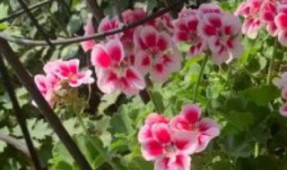 天竺葵的寓意 天竺葵的寓意和风水