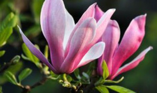 紫玉兰的寓意 紫玉兰的寓意富贵吉祥