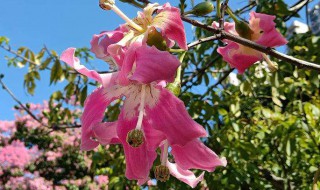 风雨兰的寓意 风雨兰的寓意和象征