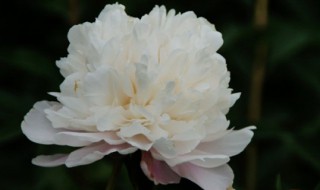 白色牡丹花寓意 白色牡丹花的寓意