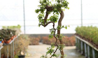 雀梅的花语和寓意 雀梅的花语和寓意和象征