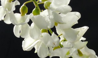 槐花的寓意和象征（槐花的寓意和花语）